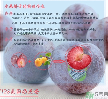 恐龍蛋水果孕婦可以吃嗎？恐龍蛋的禁忌