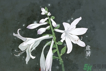 處暑吃什么水果？處暑養(yǎng)生水果推薦