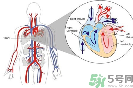 先天性心臟病發(fā)病原因是什么？
