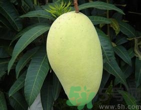青芒和黃色芒果哪個好？青芒和黃色芒果的區(qū)別