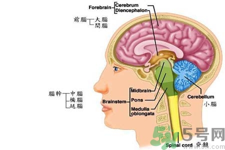 帕金森的易發(fā)人群有哪些？如何預(yù)防帕金森？
