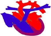 心臟病的癥狀是什么？心臟病的種類有哪些？