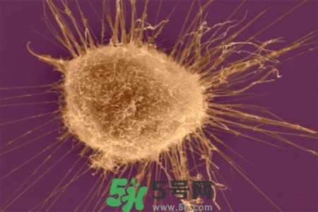 不宜過多食用辣椒的人群有哪些？夏天吃辣椒的好處有哪些？