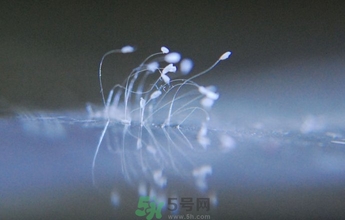 優(yōu)曇花是什么花？優(yōu)曇花現(xiàn)實(shí)中有嗎？