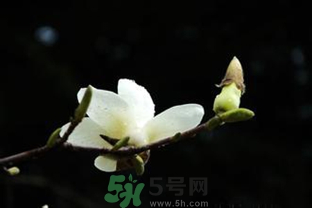 優(yōu)曇花是什么花？優(yōu)曇花現(xiàn)實(shí)中有嗎？