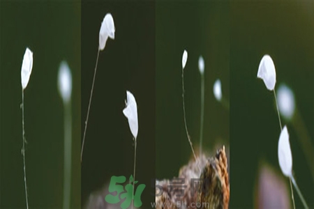 優(yōu)曇花是什么花？優(yōu)曇花現(xiàn)實(shí)中有嗎？