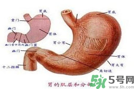 哪些食物幫你在酒后保養(yǎng)胃部？養(yǎng)胃護(hù)胃的誤區(qū)是什么？