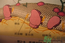 膽固醇對人體有傷害嗎？膽固醇是什么？