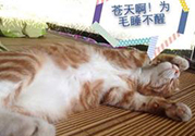 秋乏是什么原因？秋乏怎么辦？