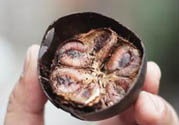 羅漢果可以治療慢性咽炎嗎？慢性咽炎中藥藥方推薦