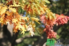 秋天換季病有哪些？秋天該如何保健養(yǎng)生呢？
