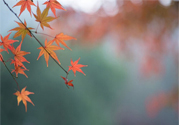 如何應(yīng)對(duì)秋老虎？秋老虎如何養(yǎng)生？