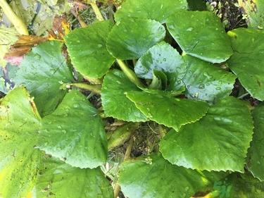 菱角和豬肉能一起吃嗎？菱角和什么不能一起吃？