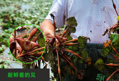 菱角是發(fā)物嗎？菱角是寒性的嗎？