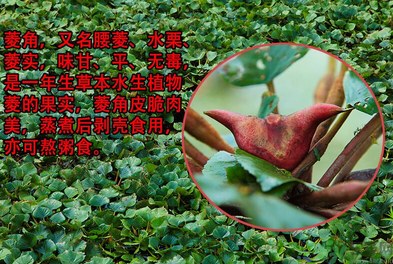 菱角是發(fā)物嗎？菱角是寒性的嗎？