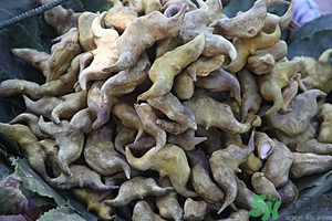 菱角是什么？菱角是什么季節(jié)成熟的？