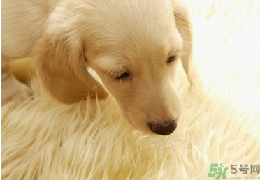 孕婦可以和狗狗在一起嗎？孕婦和狗狗接觸好不好？