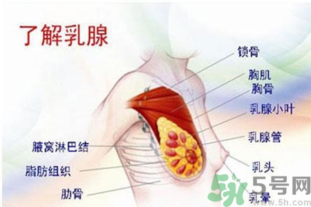 如何預防女性乳頭痛？女性需注意乳房的哪些問題？