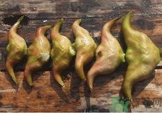 菱角懷孕可以吃嗎？孕婦能吃菱角嗎？