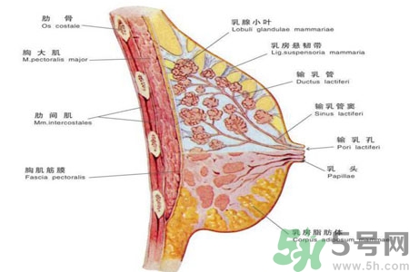 乳頭為什么會癢？乳頭癢怎么辦？