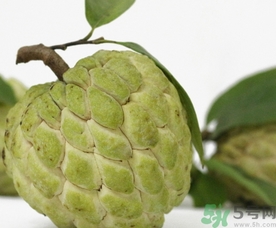釋迦果怎么吃？釋迦的營養(yǎng)價值功效作用