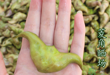 菱角懷孕可以吃嗎？孕婦能吃菱角嗎？