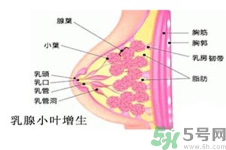 乳房脹痛的原因？乳房脹痛怎么辦？