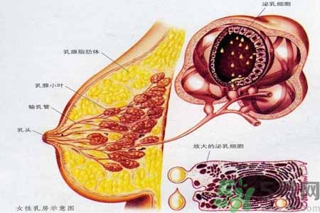 如何預防胸部一大一??？乳房一大一小要注意什么問題？