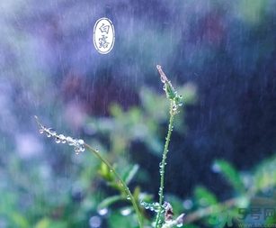 白露茶是什么茶？白露為什么要喝白露茶？