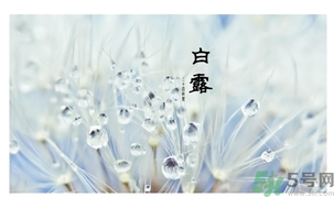 白露茶是什么茶？白露為什么要喝白露茶？