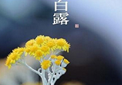 白露茶是什么茶？白露為什么要喝白露茶？