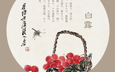 白露可以種什么菜？白露過后能種植什么蔬菜？