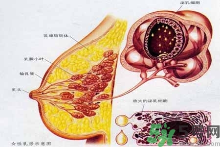 乳房上有硬塊怎么辦？乳房有硬塊的病因是什么？
