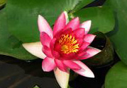 處暑如何養(yǎng)生？處暑養(yǎng)生要注意什么？