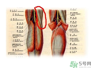 韌帶斷裂吃什么好得快？前十字韌帶斷裂吃什么補品？