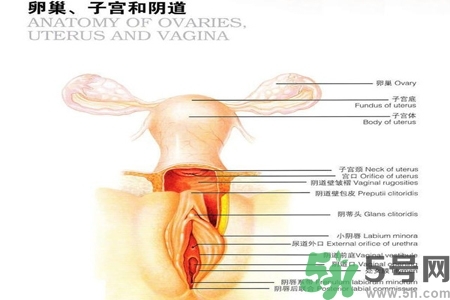 陰道出血和什么有關(guān)？陰道出血的應急措施有哪些？