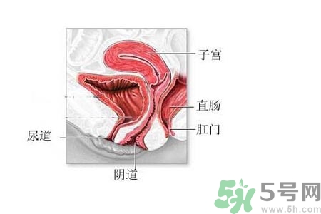 陰道松弛是什么？陰道松弛的癥狀有哪些？
