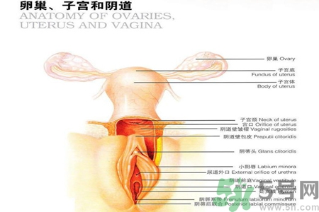 陰道干澀的原因是什么？陰道干澀怎么辦？
