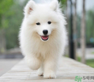 狗狗可以吃月餅嗎？狗狗吃月餅的危害