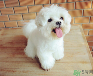狗狗可以吃月餅嗎？狗狗吃月餅的危害
