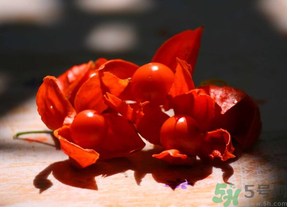 紅姑娘吃多了會(huì)怎樣？吃野生紅姑娘的好處和壞處