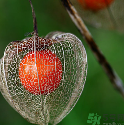 紅姑娘吃多了會(huì)怎樣？吃野生紅姑娘的好處和壞處