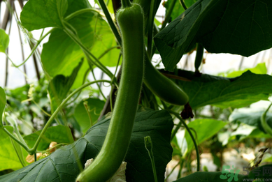 瓠子是涼性的嗎？如何辨別涼性食物與寒性食物？