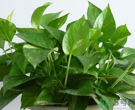 客廳放什么植物好？客廳植物選什么好？