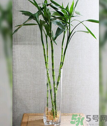 客廳放什么植物好？客廳植物選什么好？