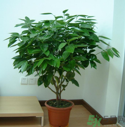 客廳放什么植物好？客廳植物選什么好？