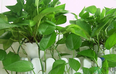臥室放什么植物好？臥室植物放什么好？