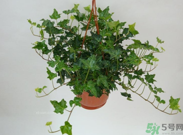 臥室放什么植物好？臥室植物放什么好？