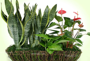 什么植物吸收甲醛最好？吸收甲醛的室內(nèi)植物