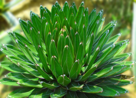 什么植物吸收甲醛最好？吸收甲醛的室內(nèi)植物